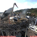 18_25-nest.jpg
