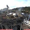 18_30-nest.jpg