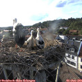 18_35-nest.jpg