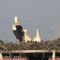 18_40-mast.jpg