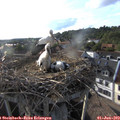 18_40-nest.jpg