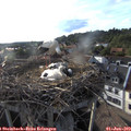 18_45-nest.jpg