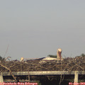 18_50-mast.jpg
