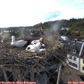 18_50-nest.jpg