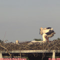 18_55-mast.jpg