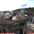 18_55-nest.jpg