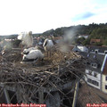 19_00-nest.jpg