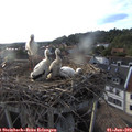 19_05-nest.jpg