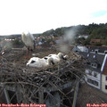19_10-nest.jpg