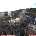 19_15-nest.jpg