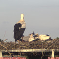 19_20-mast.jpg