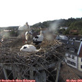 19_20-nest.jpg
