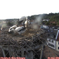 19_25-nest.jpg