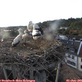 19_30-nest.jpg