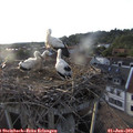 19_35-nest.jpg