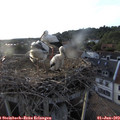 19_40-nest.jpg