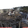 19_45-nest.jpg