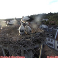 19_50-nest.jpg