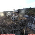 19_55-nest.jpg