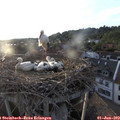 20_00-nest.jpg