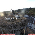 20_05-nest.jpg