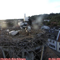 20_10-nest.jpg