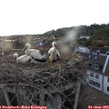 20_15-nest.jpg