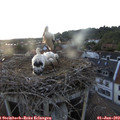 20_20-nest.jpg