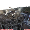 20_25-nest.jpg