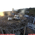 20_35-nest.jpg