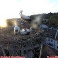 20_40-nest.jpg