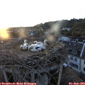 20_45-nest.jpg