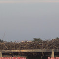 20_50-mast.jpg