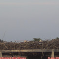 20_55-mast.jpg