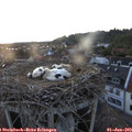 20_55-nest.jpg