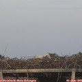 21_00-mast.jpg