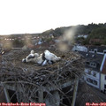 21_00-nest.jpg