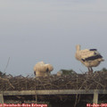 21_05-mast.jpg