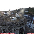 21_05-nest.jpg