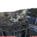 21_10-nest.jpg
