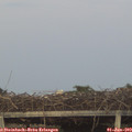 21_15-mast.jpg