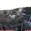 21_15-nest.jpg