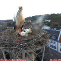 05_25-nest.jpg