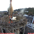 05_30-nest.jpg