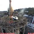 05_35-nest.jpg