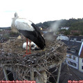 05_40-nest.jpg