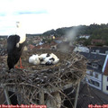 05_45-nest.jpg