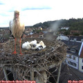 05_50-nest.jpg