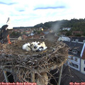 05_55-nest.jpg