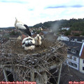 06_00-nest.jpg